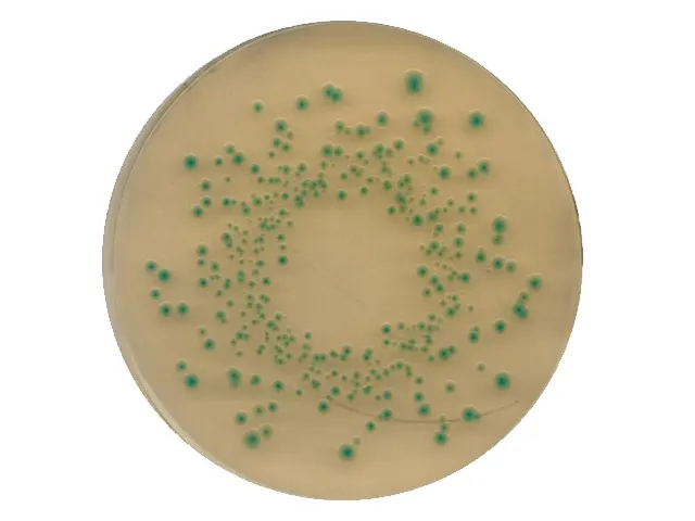 Ágar Chromocult TBX Tryptone Bile X-Glucuronide Merck 500g