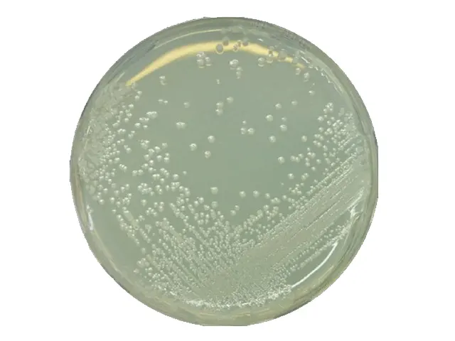 Ágar Bat Medium Merck 500g