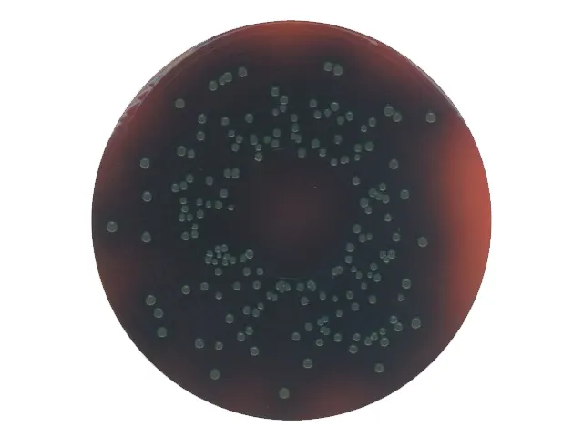 Ágar Seletivo para Palcam Seg Van Nettem Merck 500g