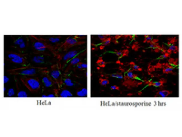 A-Casp 3 CL 3D9.3 100UG 4C Millipore