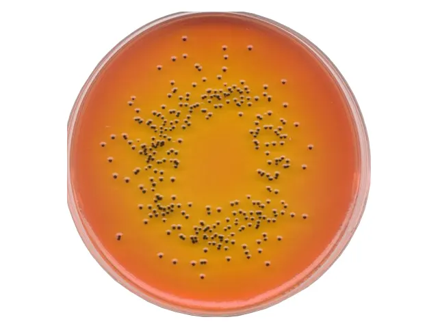 Ágar Salmonella Shigella SS Granulado Merck 500g
