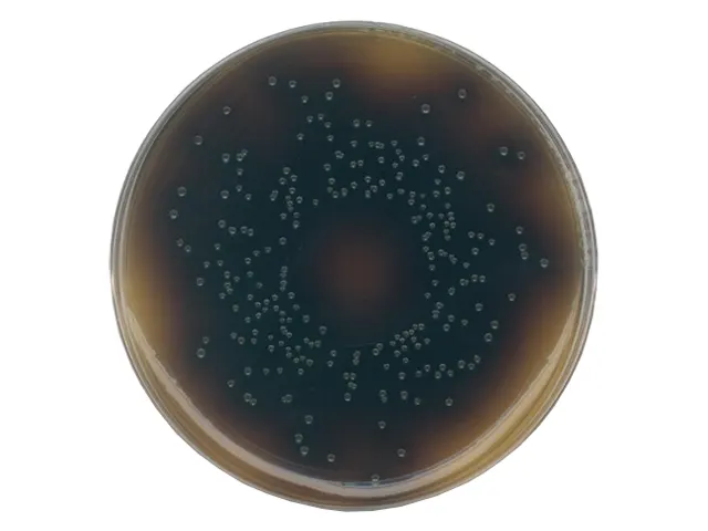 Ágar Seletivo para Listeria Oxford Merck 500g
