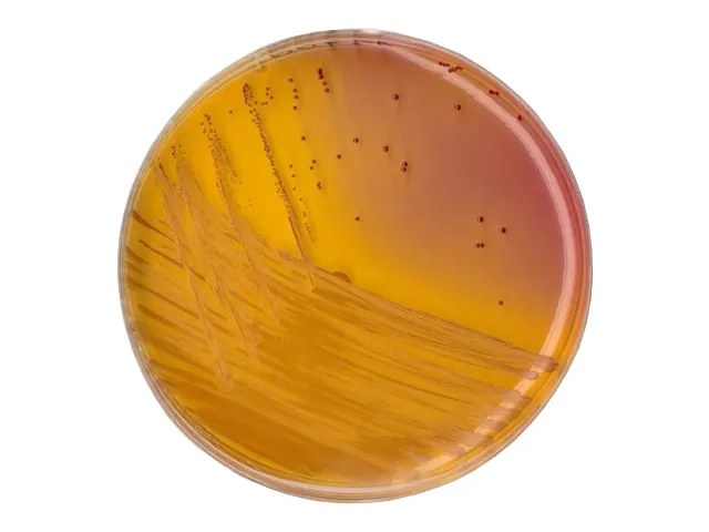 Ágar KF para Streptococcus Merck 500g