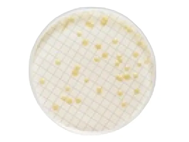 Ágar Soja Tríptica Contagem Total heterotroficos Conf USP/EP Milliflex Millipore