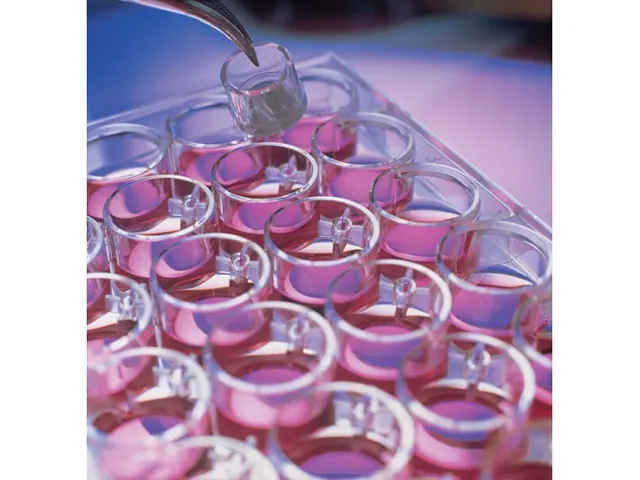 Placa de Cultura com Membrana Hatf-MCE Millicell Millipore 30mm