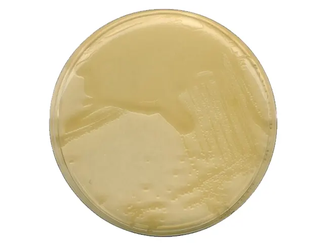 Ágar LB Miller 500g