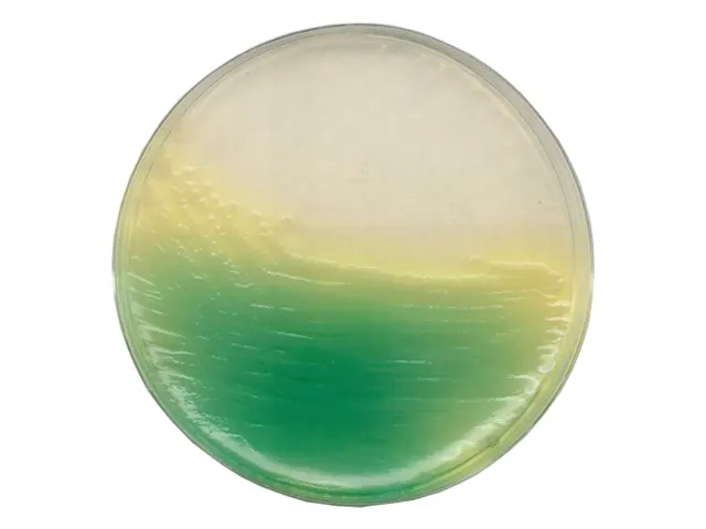 Ágar King Base Merck 500g