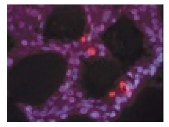 Meio Enzima TDT KIT APOPTAG Temperatura Transporte Armazenamento Millipore 300UL