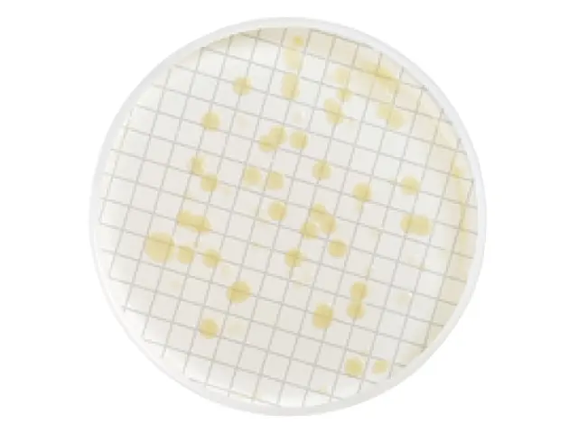 Meio HPC/SPC Bactérias Totais Millipore Ampola 2ml